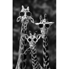 Giraffen