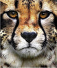 Cheeta | Diamond Painting