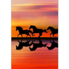 Paarden - Zonsondergang