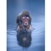 Aapje In Water