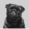 Mopshond | Diamond Painting