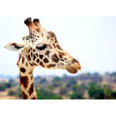 Giraffe | Diamond Painting