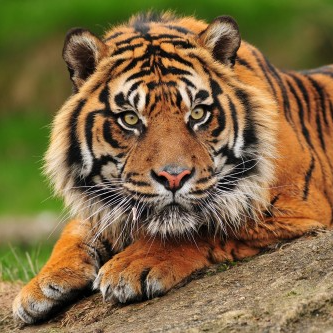 Tijger | Diamond Painting