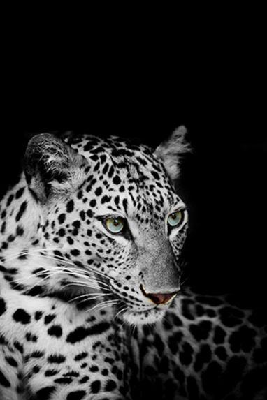 Luipaard | Diamond Painting