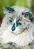 Kat | Exclusieve Diamond Painting