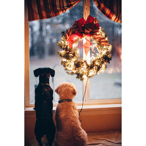 Honden Bij Raam