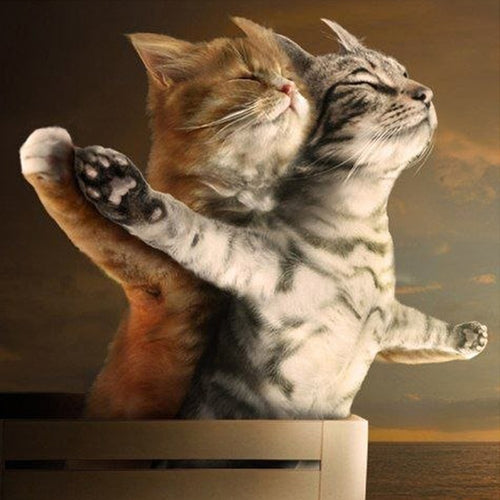 Katten Titanic | Diamond Painting