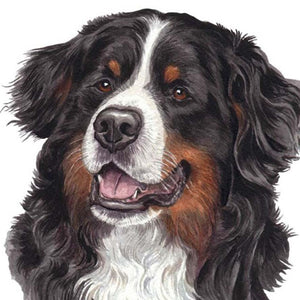 Berner Sennenhond | Diamond Painting