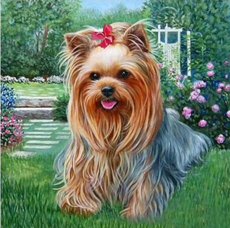 Yorkshire Terriër | Diamond Painting