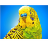 Parkiet | Exclusieve Diamond Painting