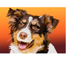 Bordercollie | Exclusieve Diamond Painting