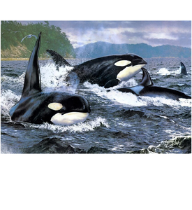 Orka | Diamond Painting