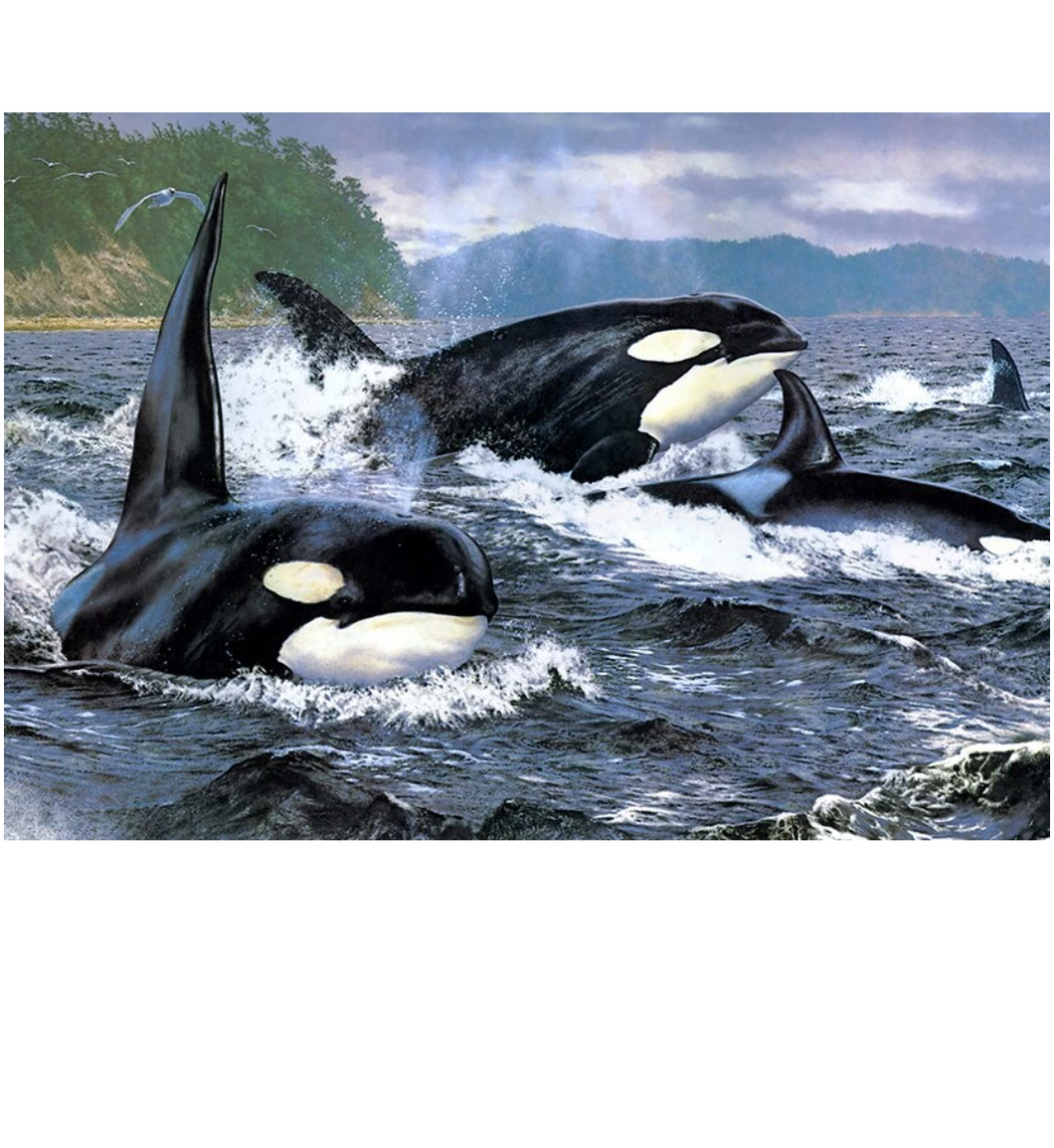Orka | Diamond Painting