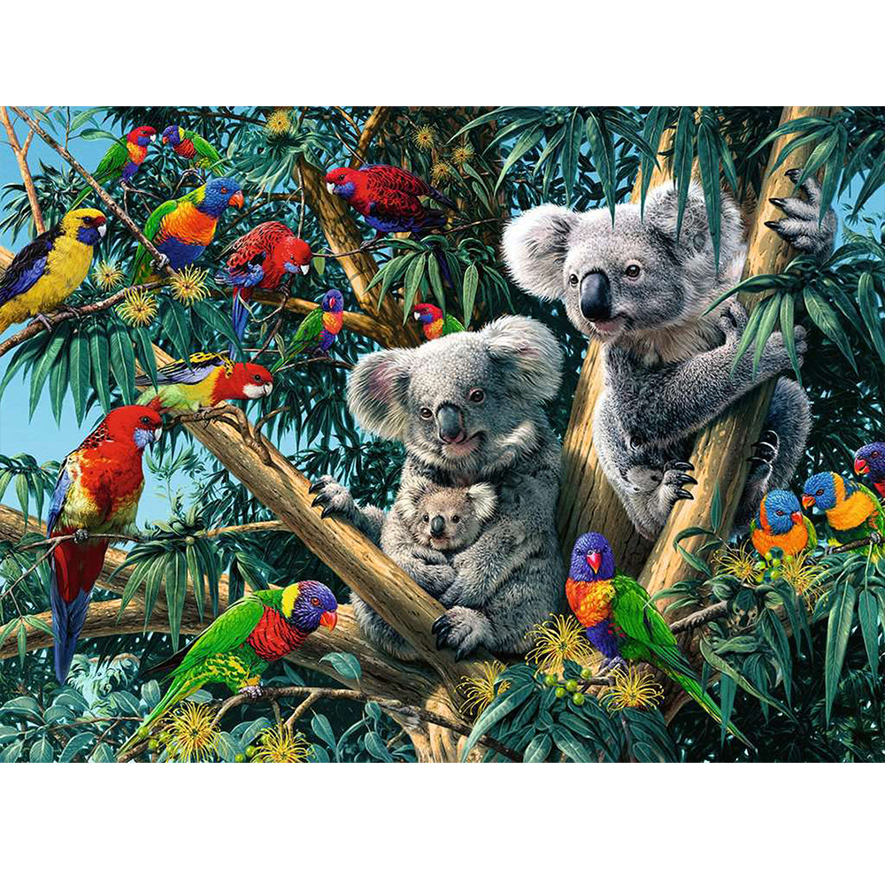 Koala