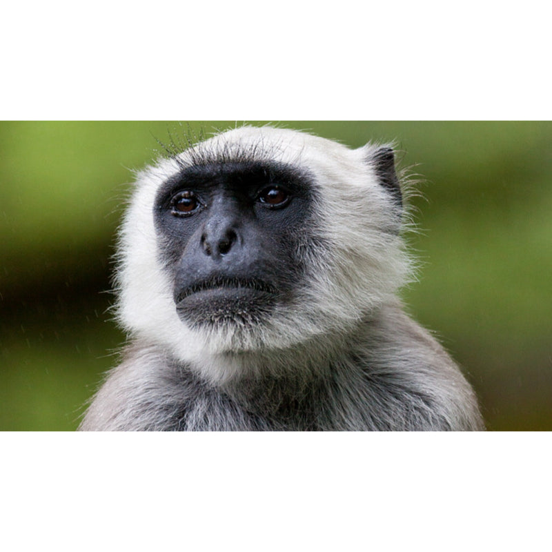 Peinzende Chimpansee