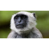 Peinzende Chimpansee