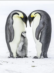 Pinguins Met Jong