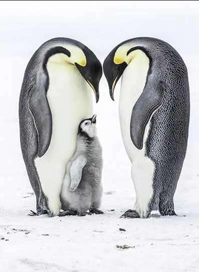 Pinguins Met Jong