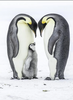 Pinguins Met Jong