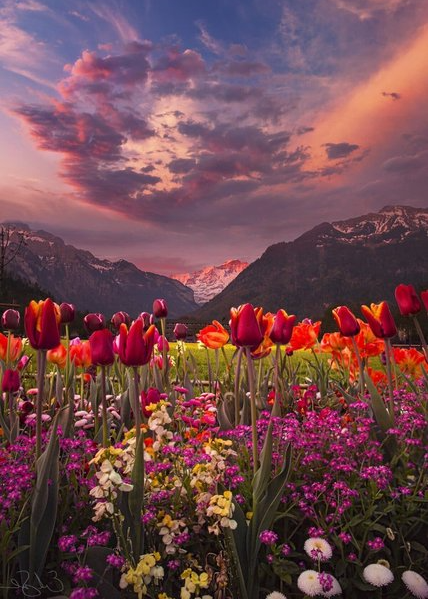 Tulpen