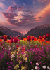 Tulpen