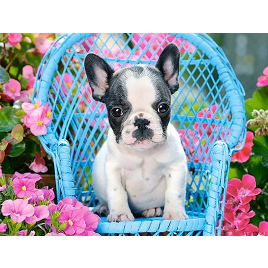 Franse Bulldog