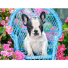 Franse Bulldog