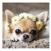 Chihuahua | Diamond Painting