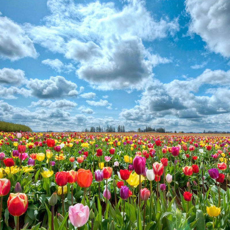 Tulpen Veld | Diamond Painting