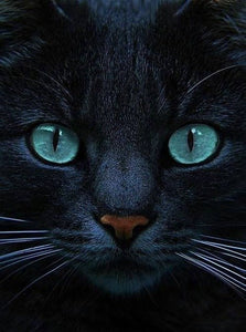 Zwarte Kat | Diamond Painting