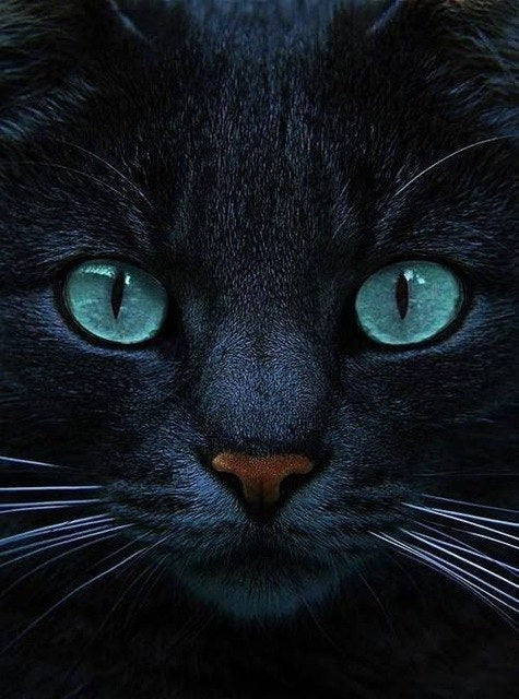 Zwarte Kat | Diamond Painting