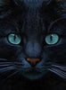 Zwarte Kat | Diamond Painting