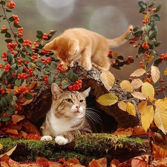 Katten
