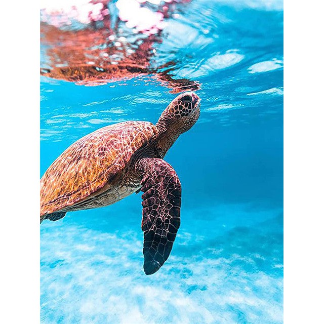 Schildpad
