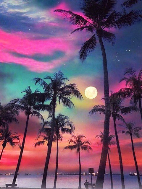 Palmbomen - Zonsondergang