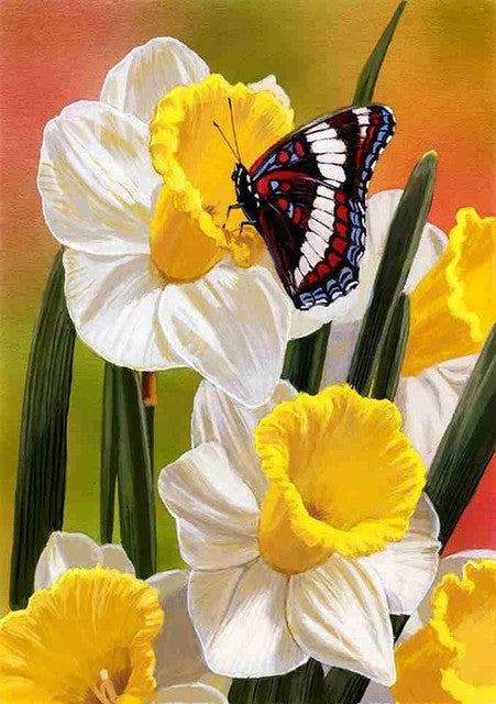 Narcis - Vlinder