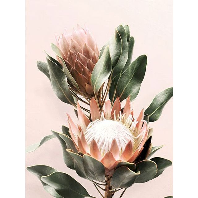 Bloem