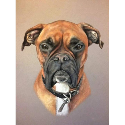 Boxer