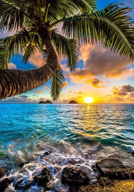 Palmboom - Zee